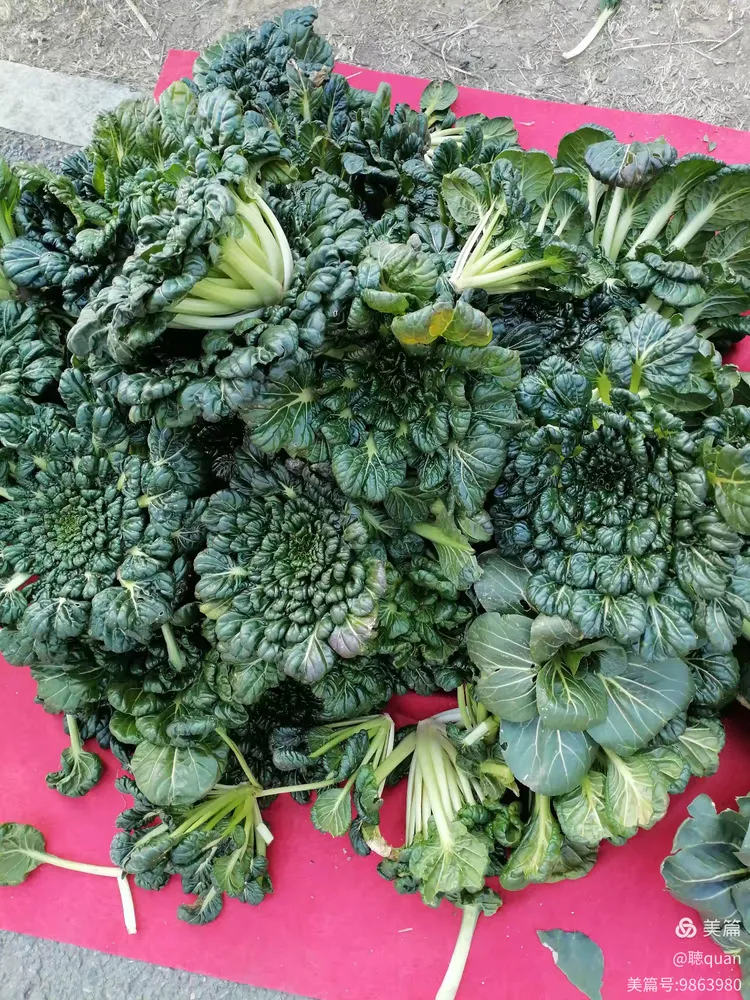 长得像菊花一样的青菜